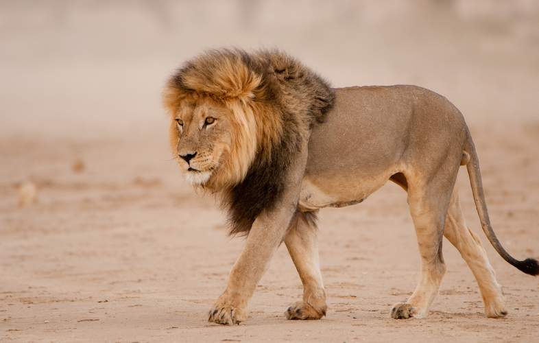 lion